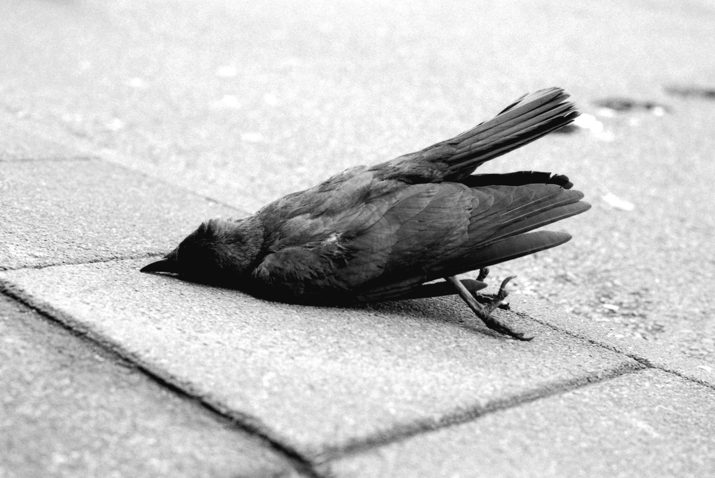 Simon_Van_Steenis Image 2